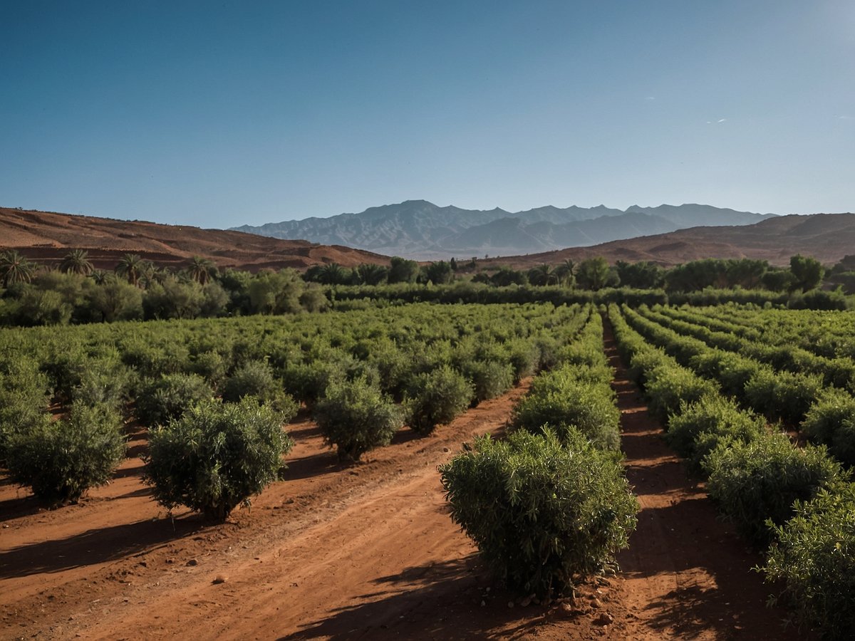 Weite Avocadoplantagen in marokkanischer Landschaft mit hügeligem Gelände im Hintergrund und einer beeindruckenden Bergkette unter klarem Himmel. Die Pflanzen stehen in gleichmäßigen Reihen auf braunem, trockenen Boden, was die Herausforderungen durch Wasserknappheit in der Region widerspiegelt. Die Umgebung ist grün, jedoch zeigen die klimatischen Bedingungen die Notwendigkeit eines nachhaltigen Wassermanagements.